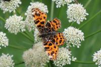 Araschnia levana