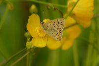 Lycaena tityrus