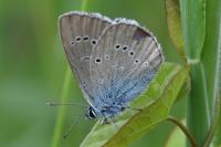 Cyaniris semiargus