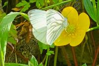 Pieris napi