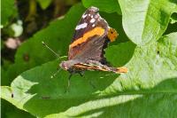 Vanessa atalanta