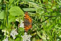 Araschnia levana