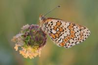 Melitaea cinxia