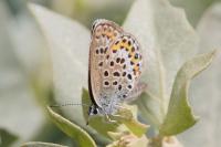 Plebejus argus
