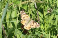 Vanessa cardui
