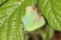 Callophrys rubi