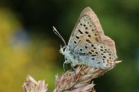 Lycaena tityrus