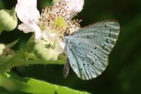 Celastrina argiolus