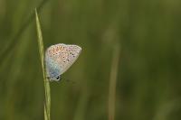 Polyommatus icarus