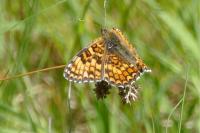 Melitaea phoebe
