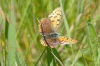 Lycaena tityrus