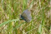 Polyommatus icarus