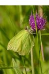 Gonepteryx rhamni