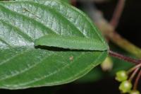 Gonepteryx rhamni