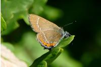 Satyrium pruni