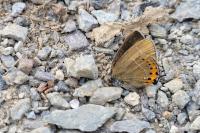 Satyrium pruni