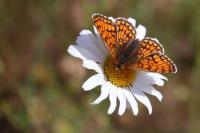 Melitaea parthenoides