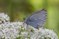 Celastrina argiolus
