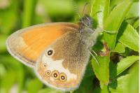 Coenonympha arcania