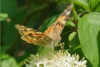 Vanessa cardui