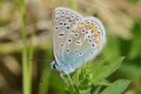 Polyommatus icarus