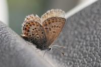 Plebejus argus