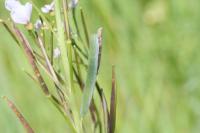 Anthocharis cardamines