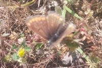 Aricia agestis