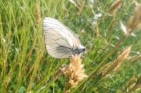 Aporia crataegi