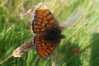 Melitaea parthenoides