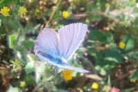 Polyommatus icarus