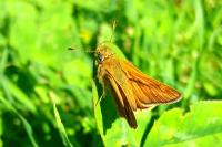 Ochlodes sylvanus