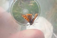 Lycaena phlaeas