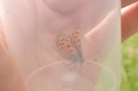 Lycaena phlaeas