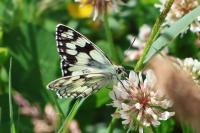 Melanargia galathea