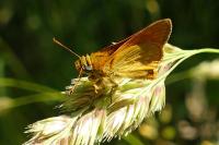 Ochlodes sylvanus