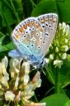 Polyommatus icarus