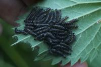 Araschnia levana