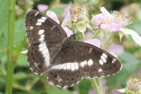 Limenitis camilla