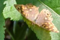 Pararge aegeria