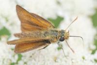 Thymelicus acteon