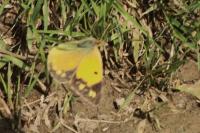 Colias crocea