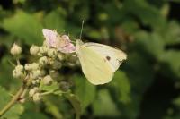 Pieris brassicae
