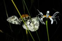 Melanargia galathea