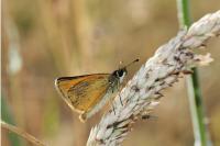 Thymelicus lineola