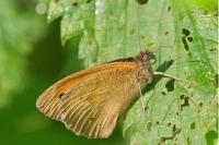 Maniola jurtina