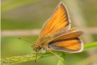 Thymelicus lineola