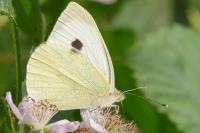 Pieris brassicae