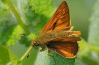 Ochlodes sylvanus