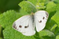Pieris napi
